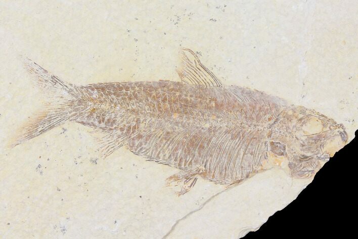 Fossil Fish (Knightia) - Wyoming #109988